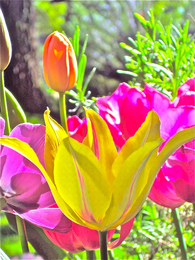 Tulip 22 Photograph by Pamela Cooper