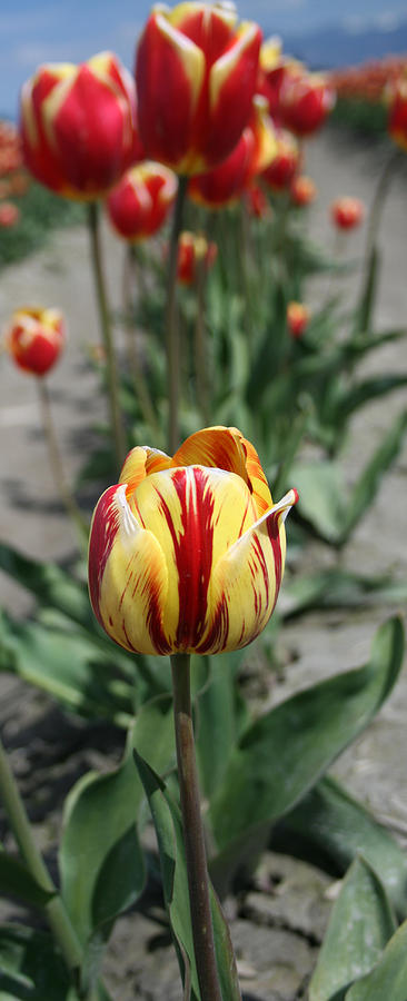 Tulip 26 Photograph by Cheryl Boyer