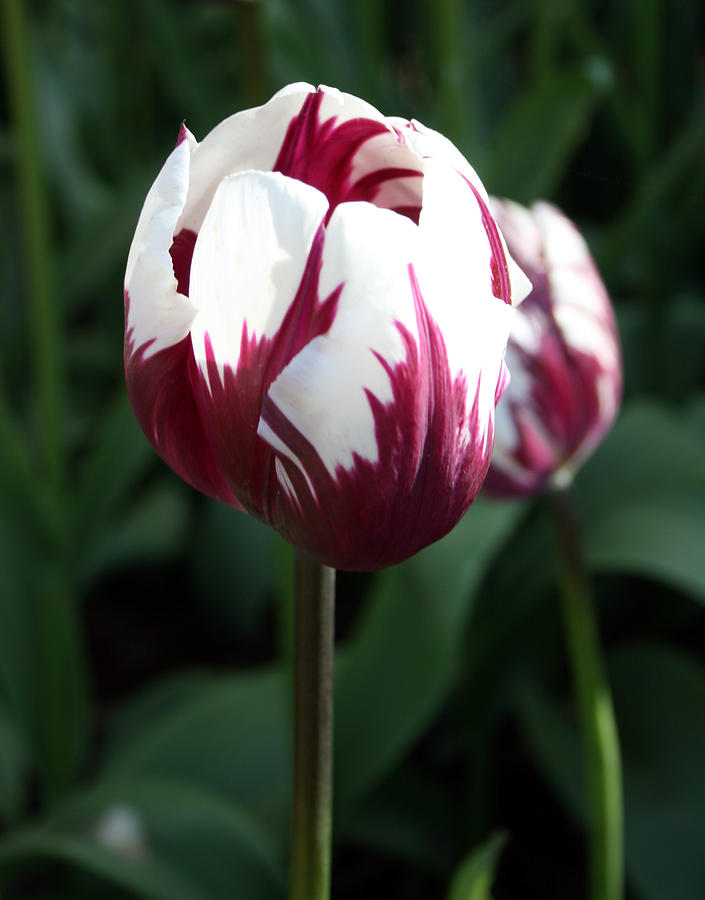 Tulip 29 Photograph by Cheryl Boyer