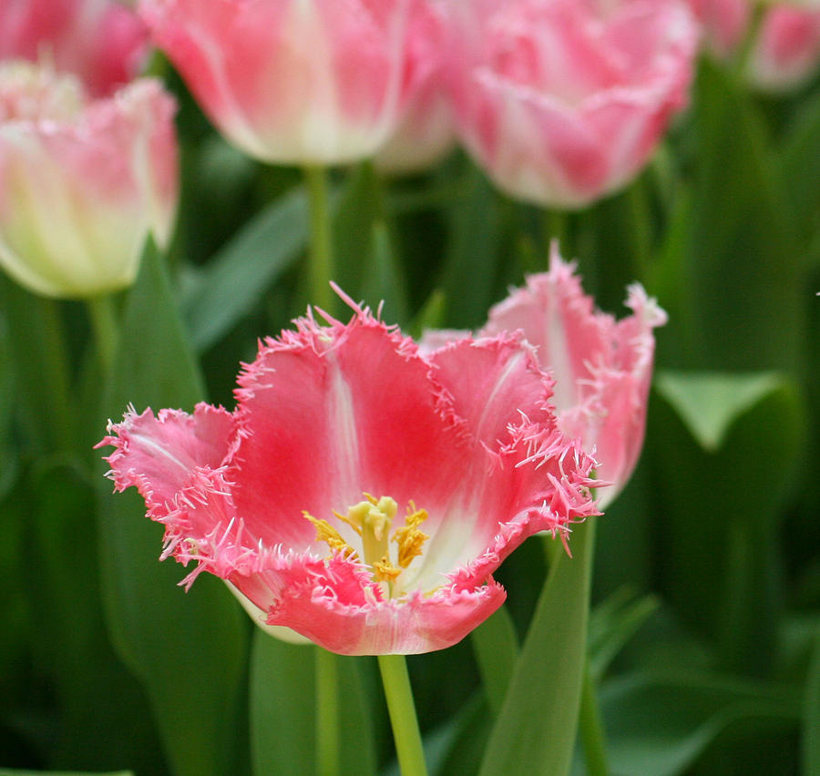 Tulip 3 Photograph by Cheryl Boyer