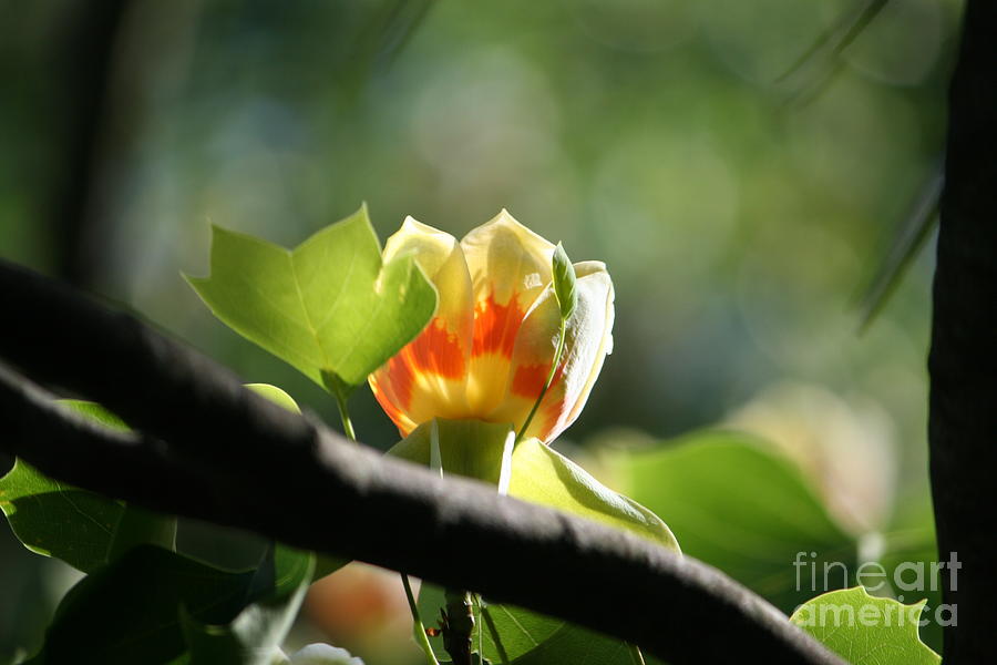 Tulip 3 Photograph by Jim Gillen