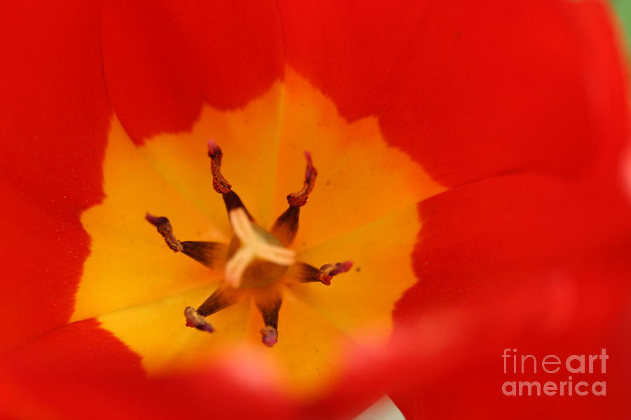 Tulip Collection Photo 3 by Rusty Green Tulip Collection Photo 3 by Rusty Green