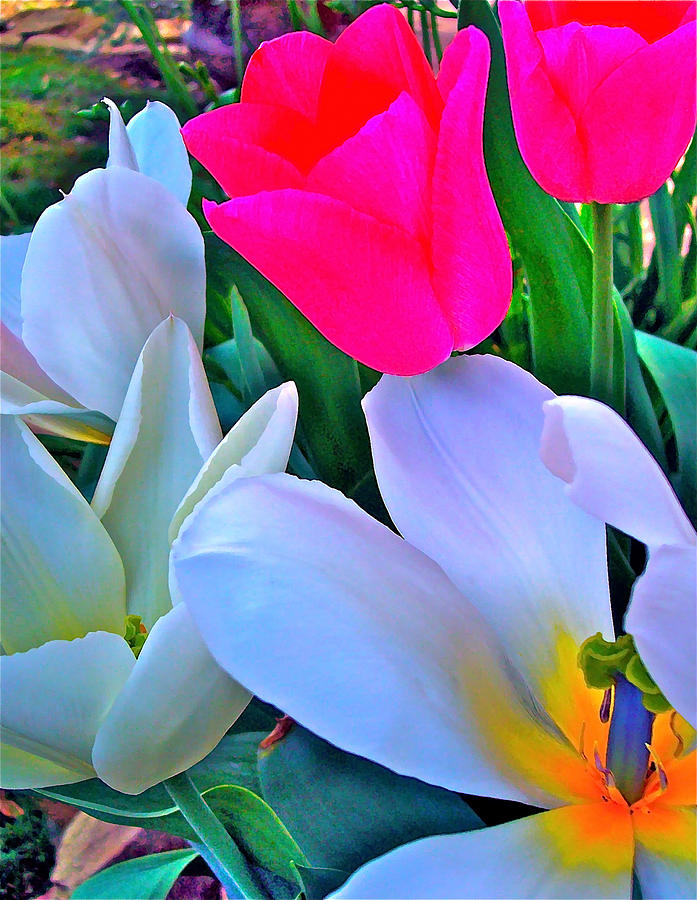 Tulip 35 Photograph by Pamela Cooper