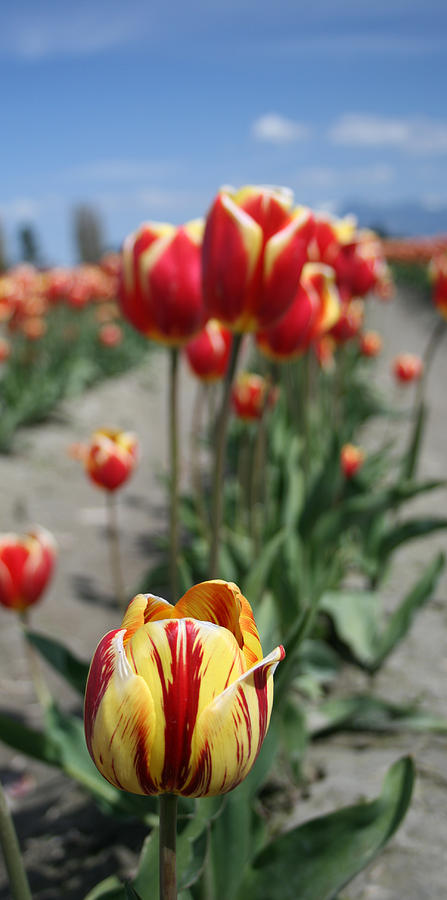 Tulip 36 Photograph by Cheryl Boyer