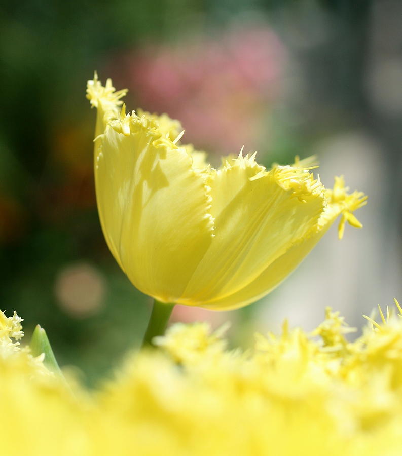 Tulip 4 Photograph by Cheryl Boyer