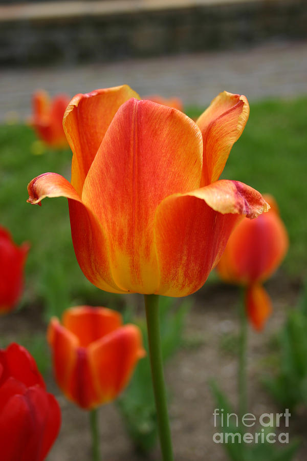 Tulip Collection Photo 4 by Rusty Green Tulip Collection Photo 4 by Rusty Green