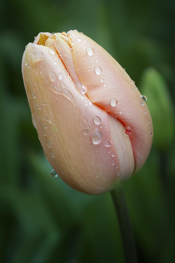 Tulip 4156 C Photograph