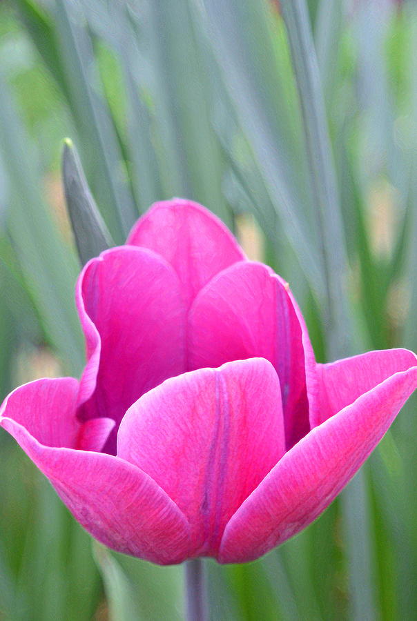 Tulip 53 Photograph by Pamela Cooper