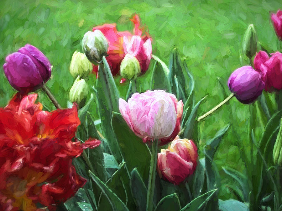 Flower Photograph - Tulip 54 by Pamela Cooper