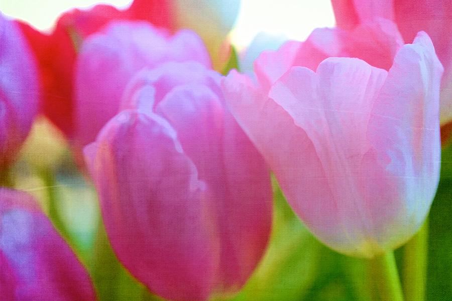 Tulip 55 Photograph by Pamela Cooper