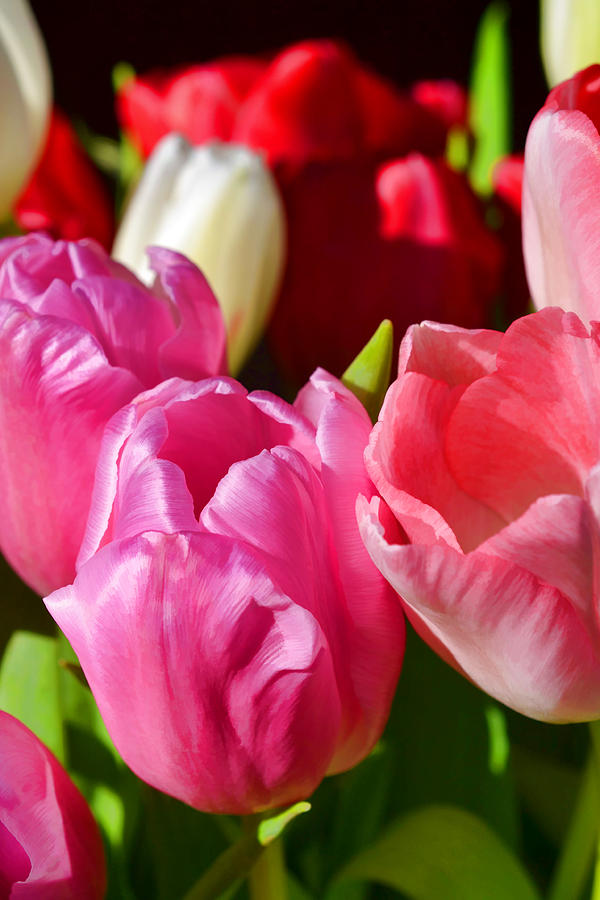 Flower Photograph - Tulip 57 by Pamela Cooper