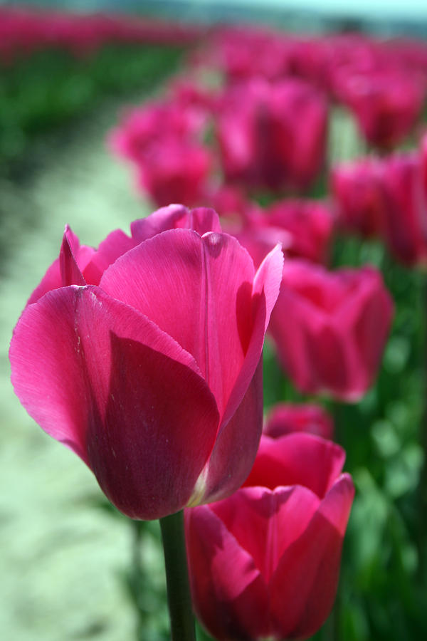 Tulip 6 Photograph by Cheryl Boyer