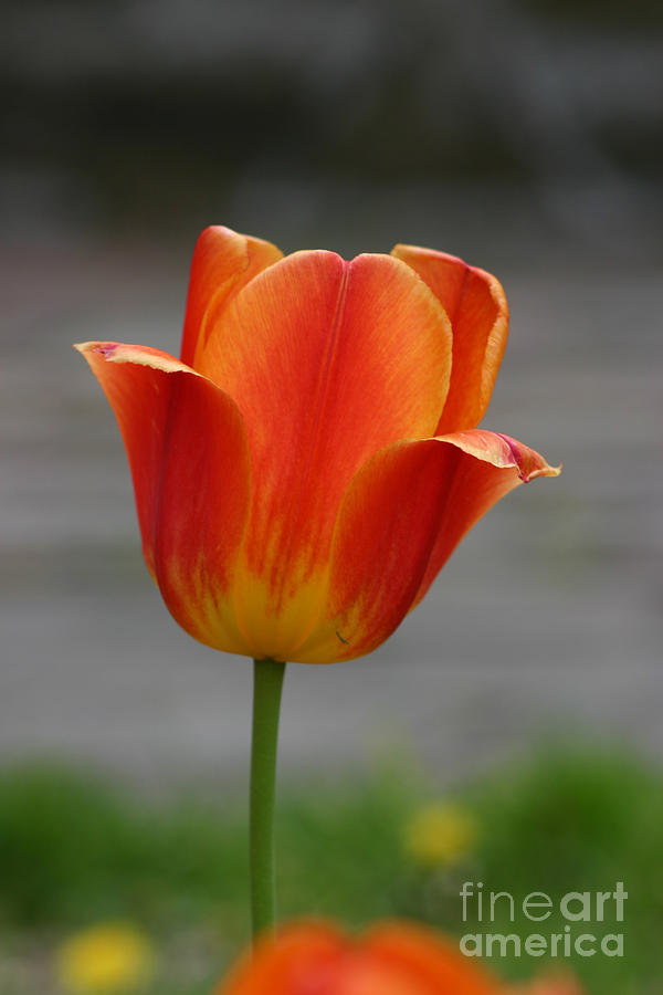 Tulip Collection Photo 6 by Rusty Green Tulip Collection Photo 6 by Rusty Green