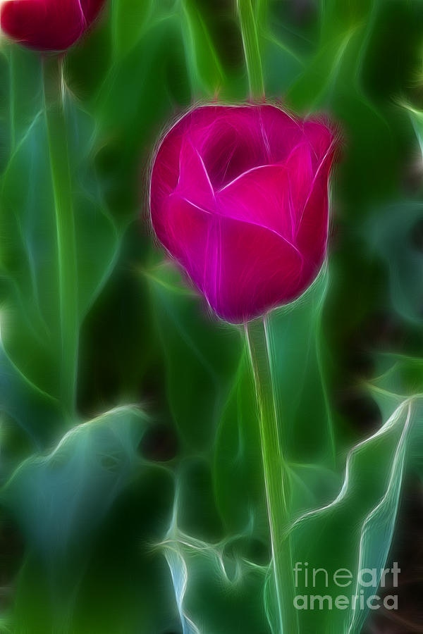 Tulip Photograph - Tulip-6759 by Gary Gingrich Galleries