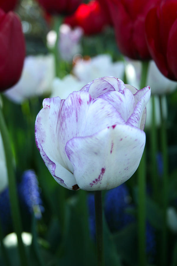 Tulip 7 Photograph by Cheryl Boyer