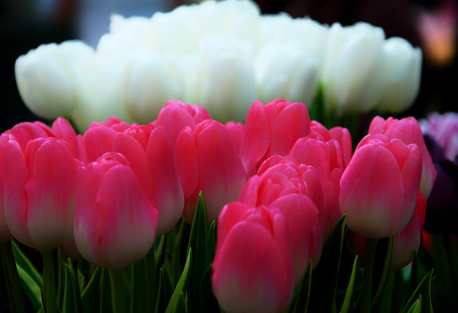 Flower Photograph - Tulip 7 by Ingrid Smith-Johnsen