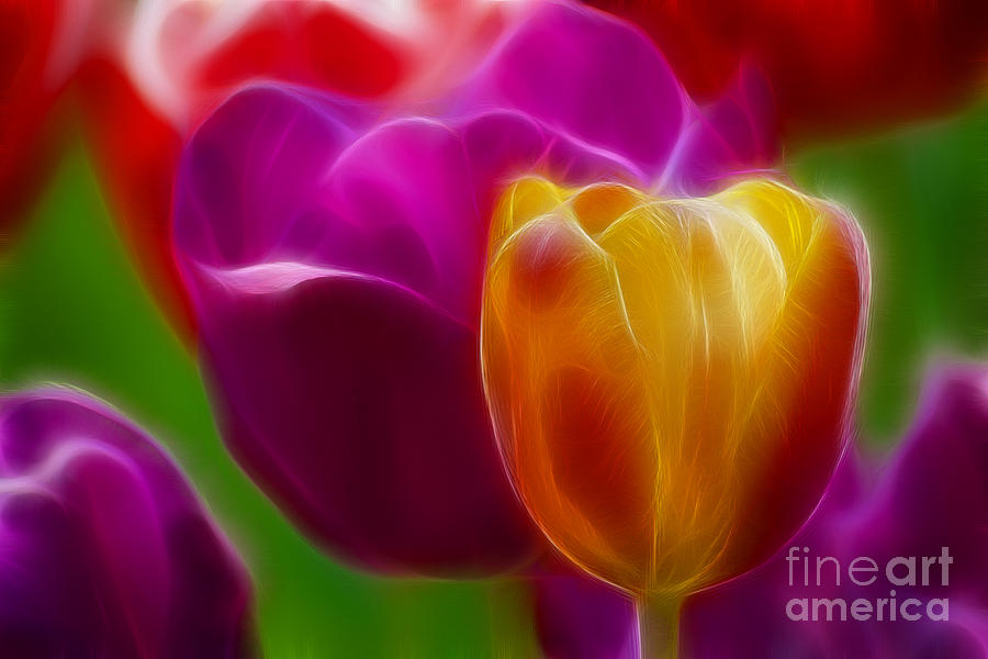 Tulip Photograph - Tulip-7011-Fractal by Gary Gingrich Galleries