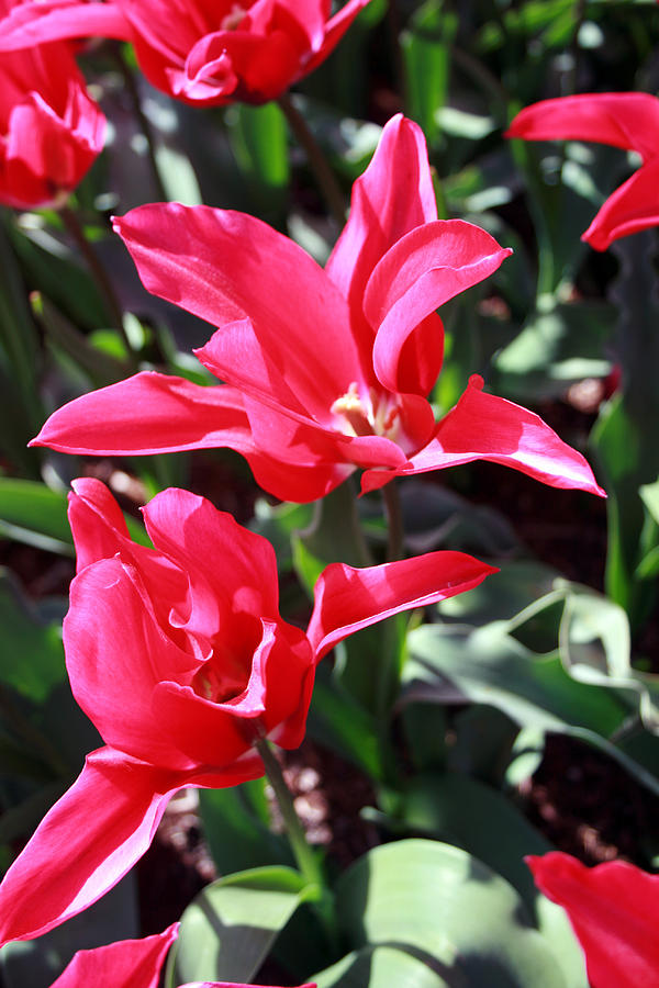 Tulip 9 Photograph by Cheryl Boyer