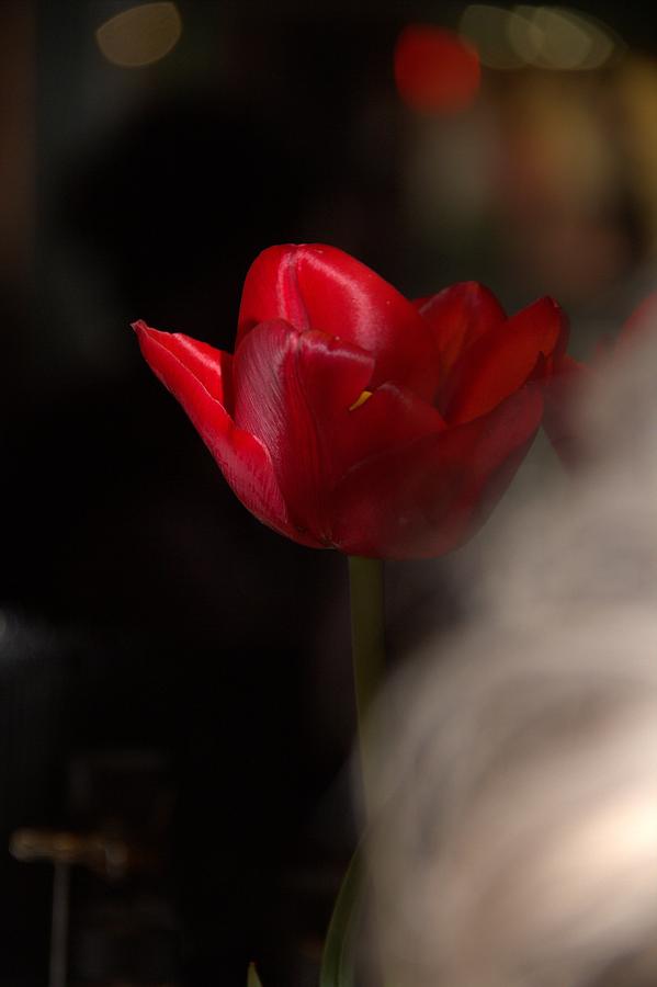 Tulip Photograph by A K Dayton