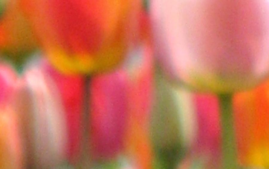 Tulip Abstract Photograph by Angela Davies