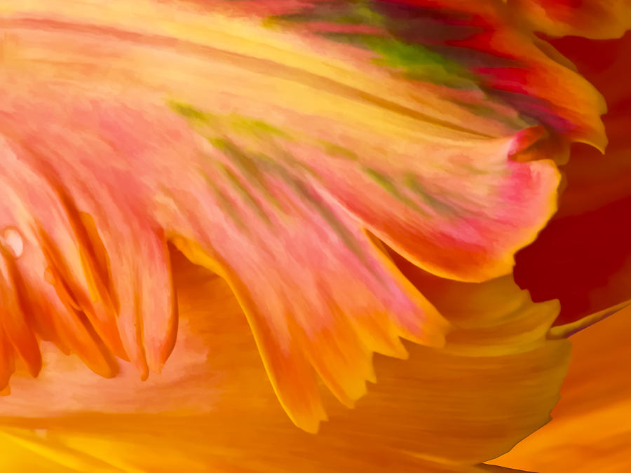 Tulip Abstract Photograph by Betty Eich