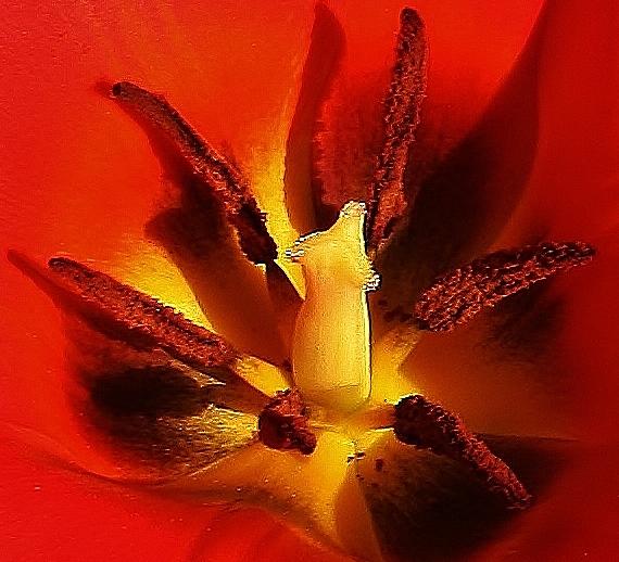Tulip Abstract Photograph by Bruce Bley