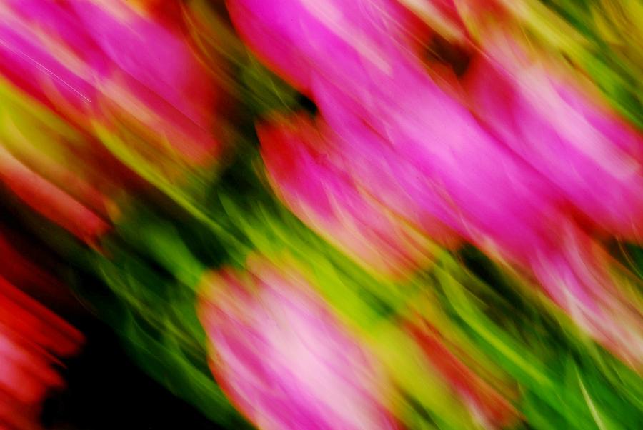 Flower Photograph - Tulip Abstract by Diana Angstadt