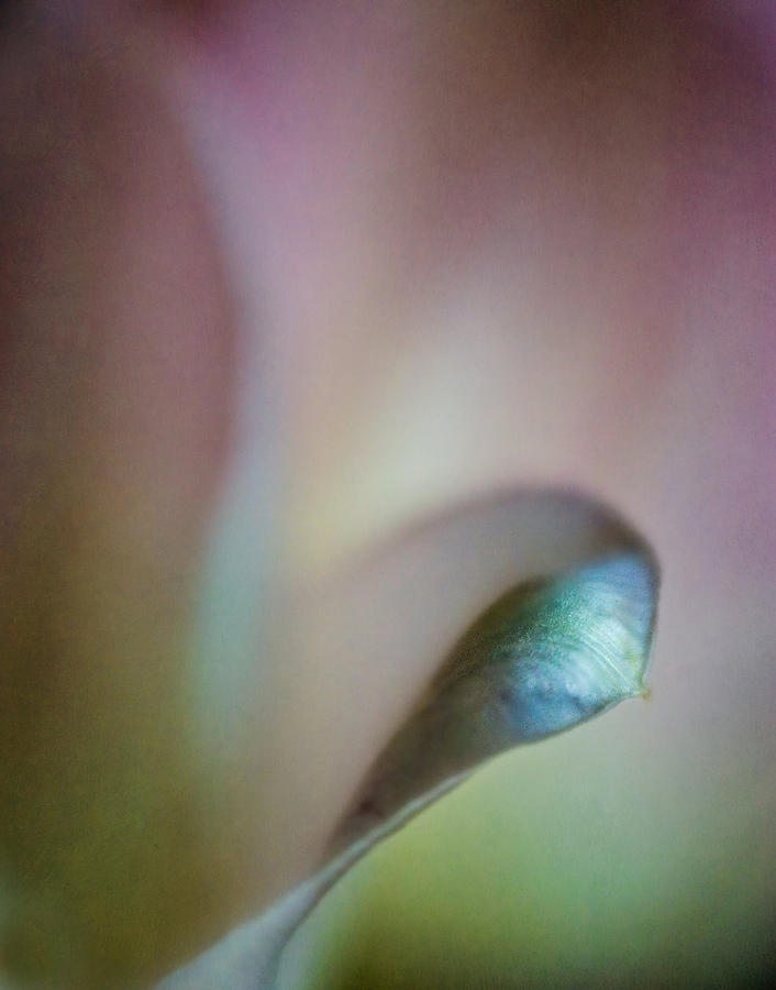 Tulip Abstract I Photograph by David and Carol Kelly