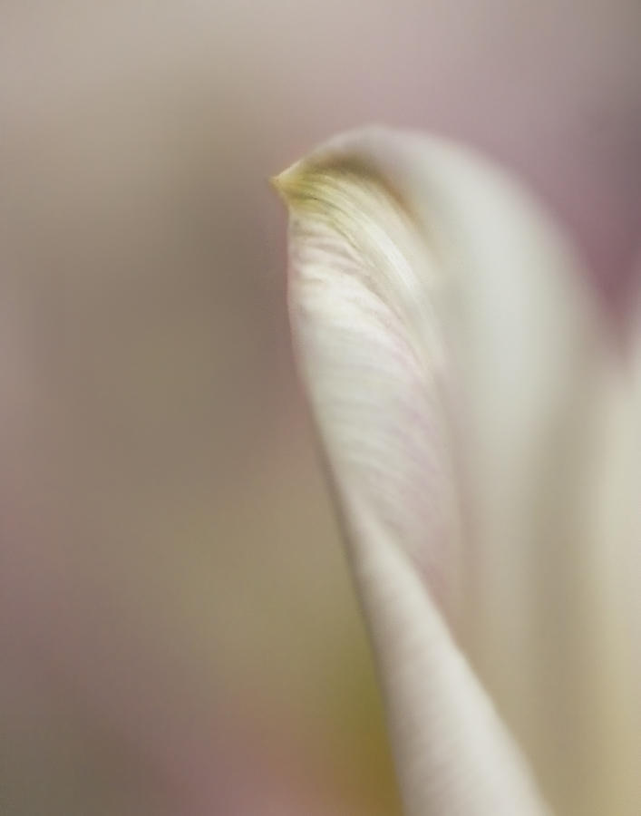 Tulip Abstract II Photograph by David and Carol Kelly