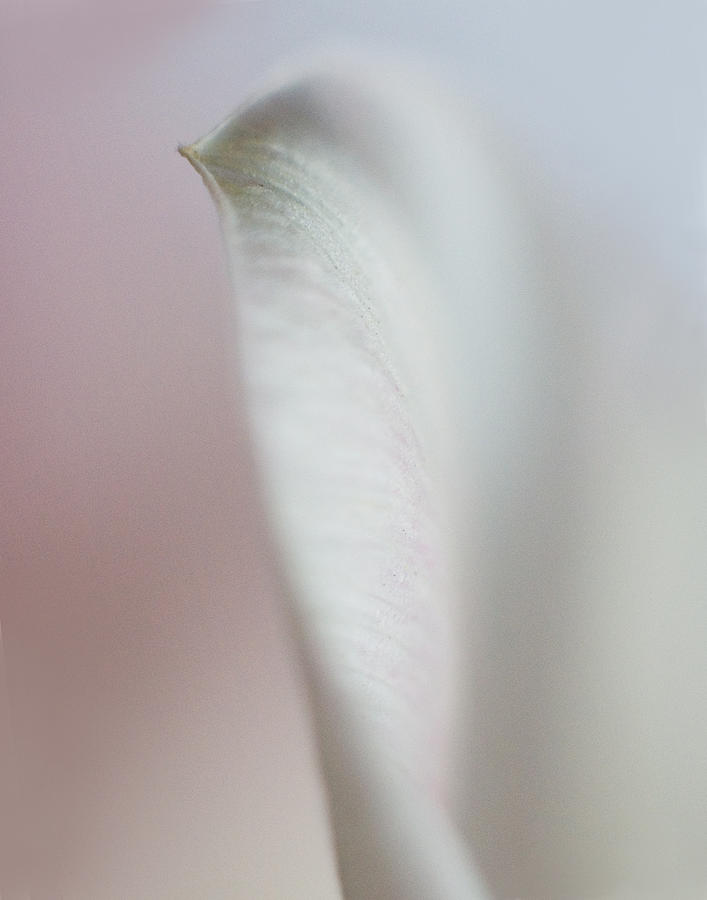 Tulip Abstract III Photograph by David and Carol Kelly