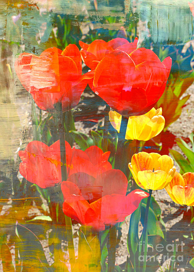 Tulip Abstracts Photograph by Carol Groenen