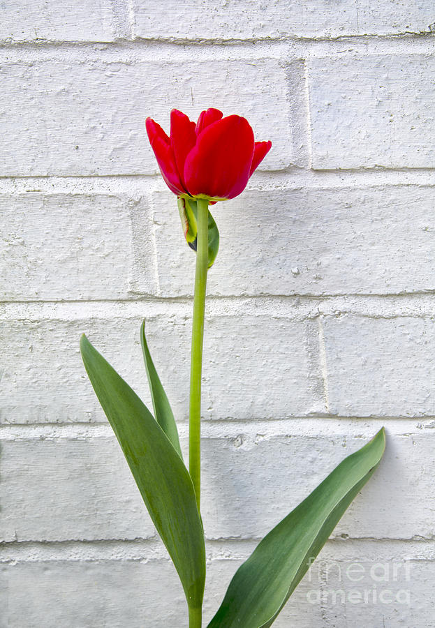 Tulip against the wall Photograph by Steev Stamford