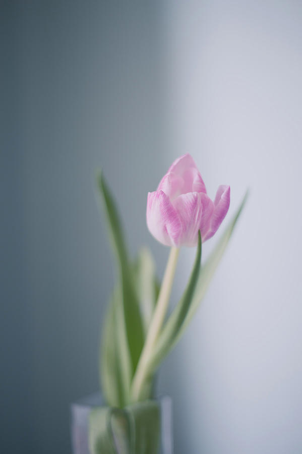 Tulip Photograph - Tulip by Oxx Sun
