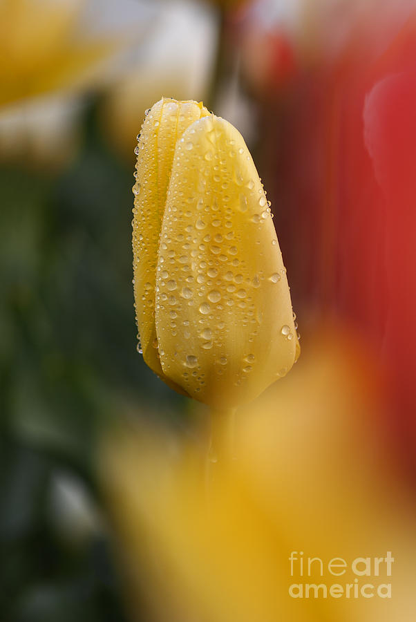Tulip and dew drops Photograph by Vishwanath Bhat