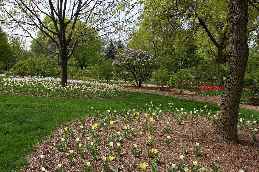 Tulip And Lilac Flowers In A Garden Photograph by Panoramic Images ...