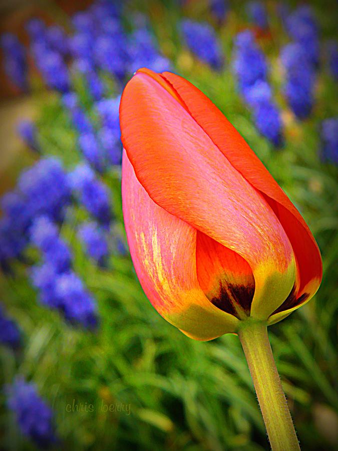 Tulip and Muscari  Photograph by Chris Berry