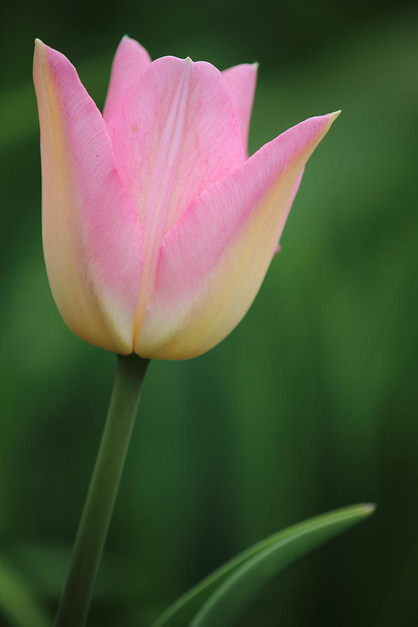Nature Photograph - Tulip by Andrew Pacheco