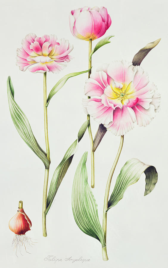 Tulip angelique  Painting by Sally Crosthwaite