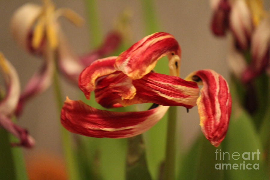 Tulip Photograph by Ann E Robson