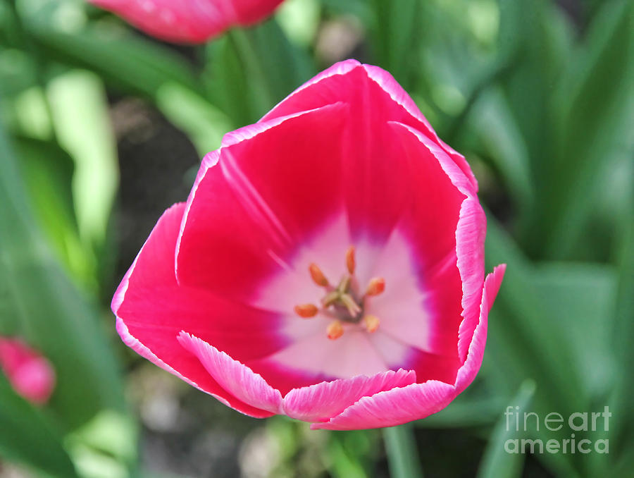 Tulip Photograph - Tulip Annaconda by Jasna Buncic