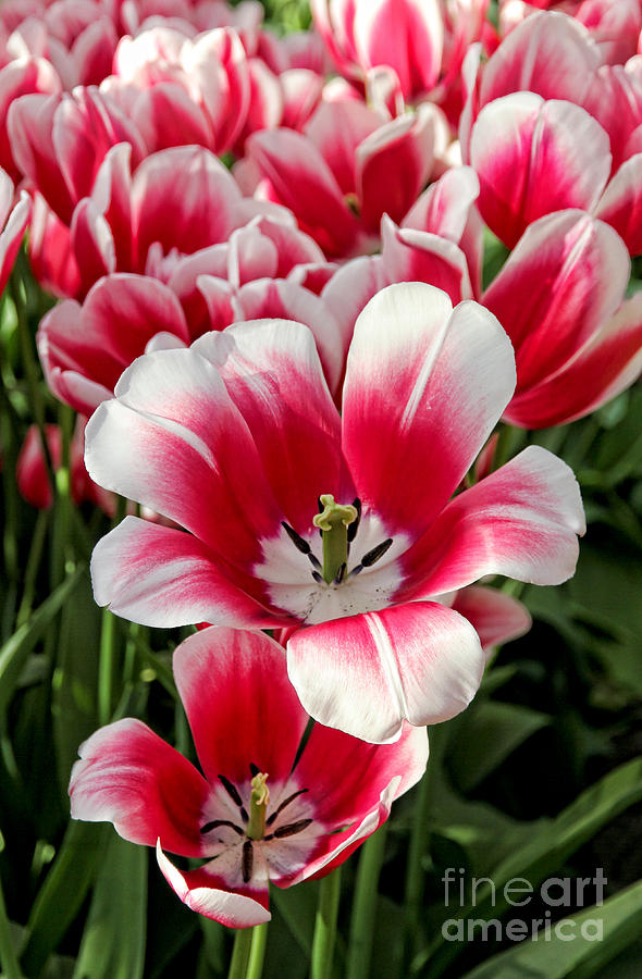 Tulip Photograph - Tulip Annemarie by Jasna Buncic