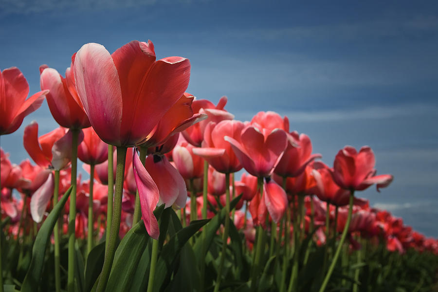 Tulip Photograph - Tulip Apricot Impression by Steven Pavlov