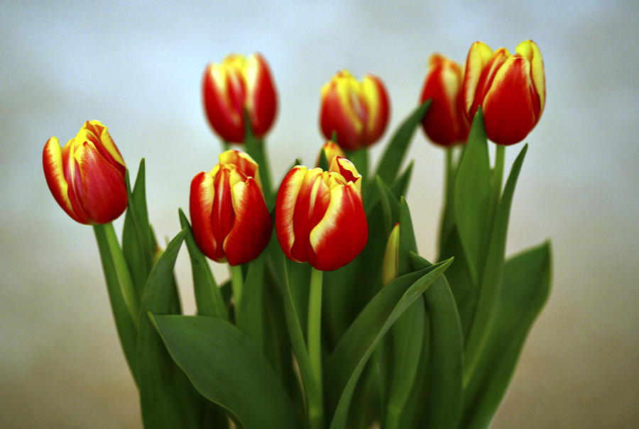 Tulip Arrangement Photograph by Marilyn Hunt