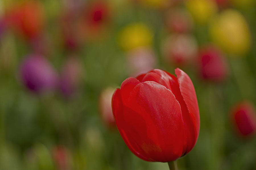 Tulip Art Photograph by Nick Boren