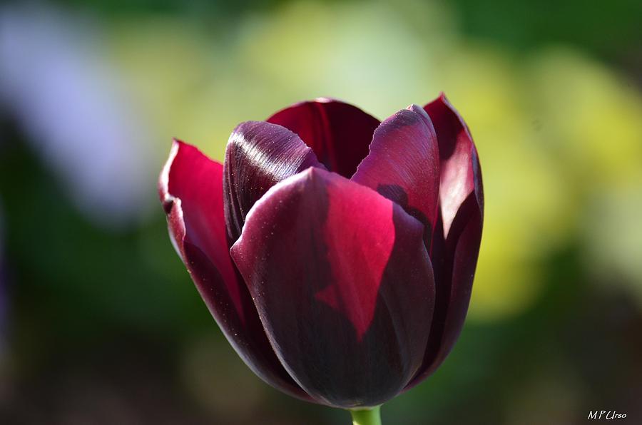 Tulip at Sunset Photograph by Maria Urso