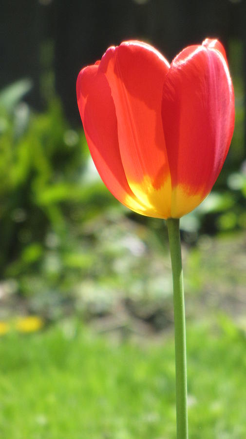 Tulip Backlit 10 Photograph by Anita Burgermeister