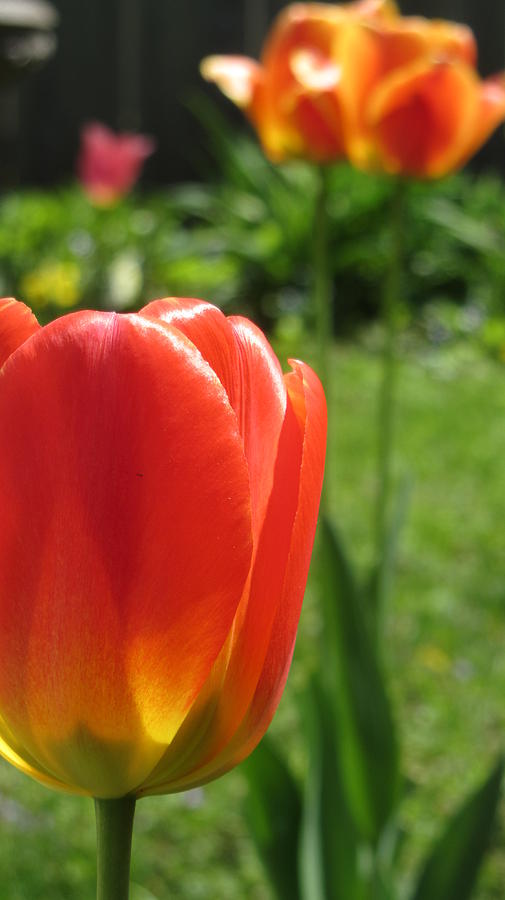 Tulip Backlit 11 Photograph by Anita Burgermeister