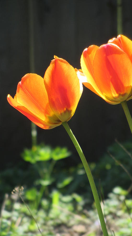 Tulip Backlit 13 Photograph by Anita Burgermeister