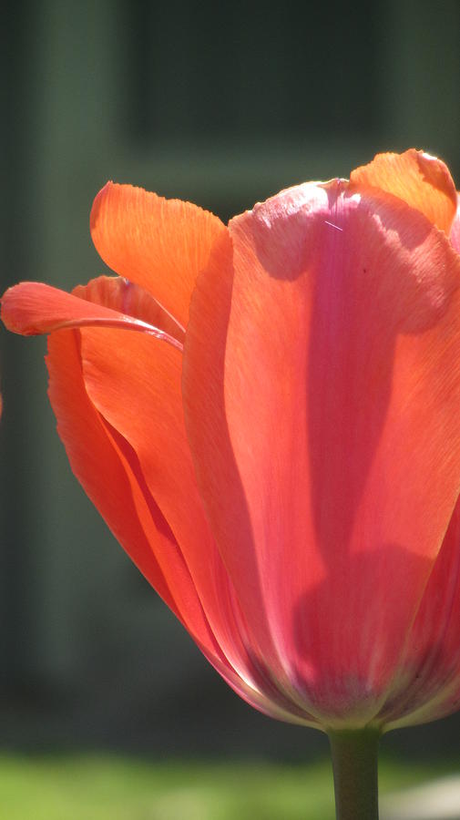 Tulip Backlit 6 Photograph by Anita Burgermeister