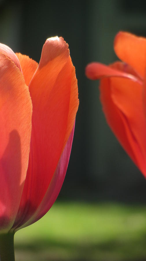 Tulip Backlit 7 Photograph by Anita Burgermeister